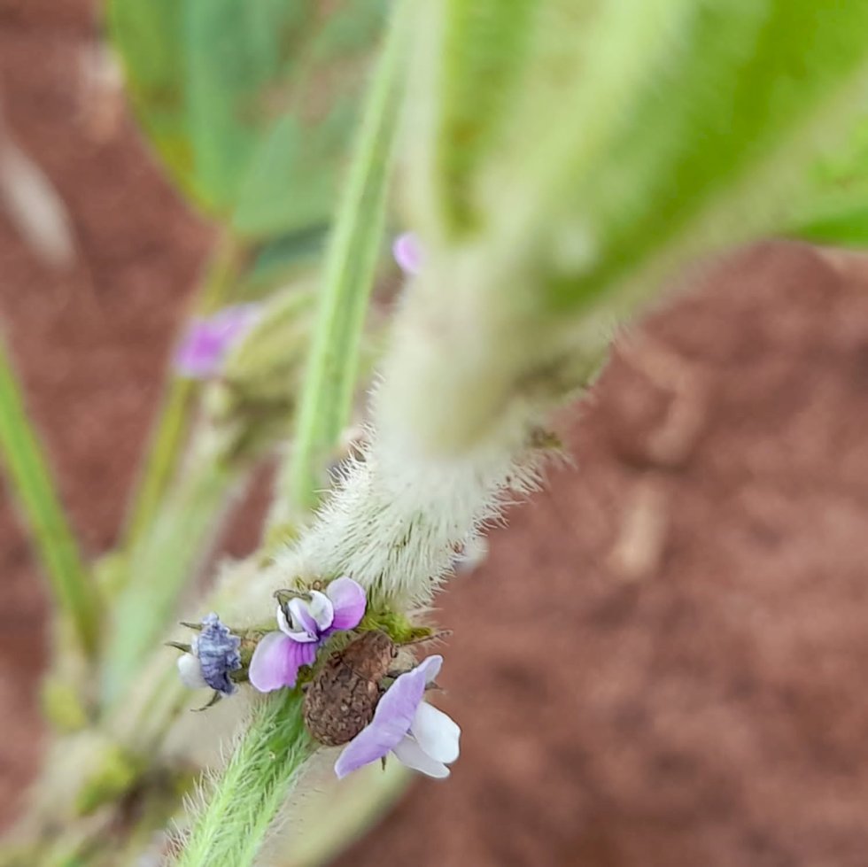 CropSolutions tem trabalho publicado na revista “Cultivar Grande Culturas”